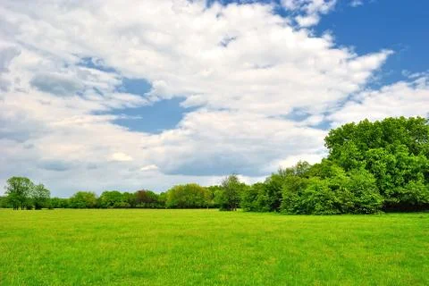 Spring meadow with green grass under a blue sky Фото