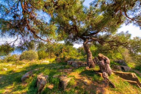 Spring meadow with green tree, grass, rocks and clear blue sky, Princess island Stock Photos