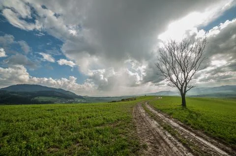 Spring meadow landscape Stock Photos