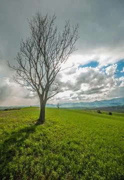 Spring meadow landscape Stock Photos