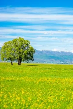 Spring Meadow with Lone Tree - Perfect Phone Wallpaper Stock Photos