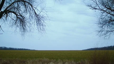 Spring meadow. Look at the meadow from behind the trees Video stock 74487585