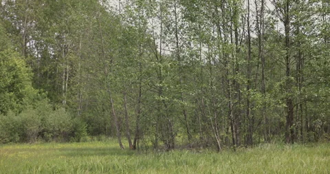 Spring meadow near the forest, 4K Stock Footage 244385417