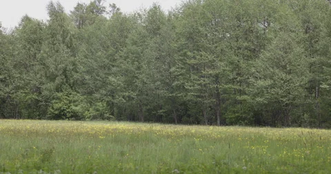 Spring meadow near the forest, 4K Stock Footage 244394386
