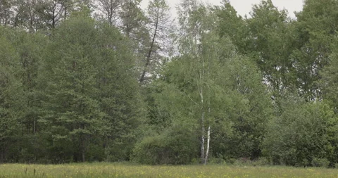 Spring meadow near the forest, 4K Stock Footage 244394476