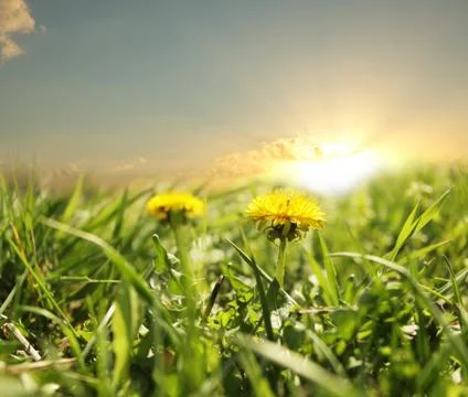Spring meadow Stock Photos
