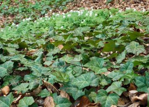 Spring meadow Stock Photos
