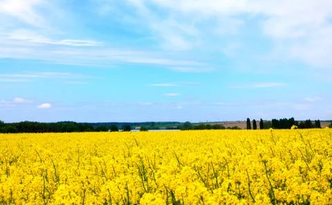 Spring meadow 写真素材