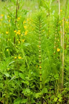 Spring meadow Stock Photos