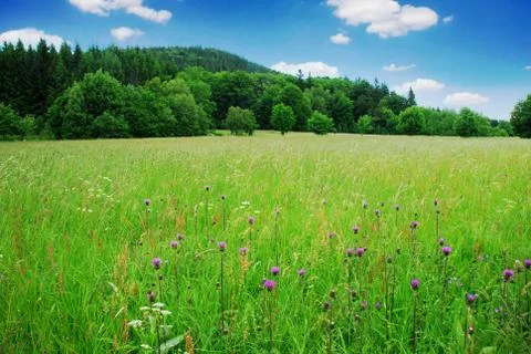 Spring meadow Stock Photos