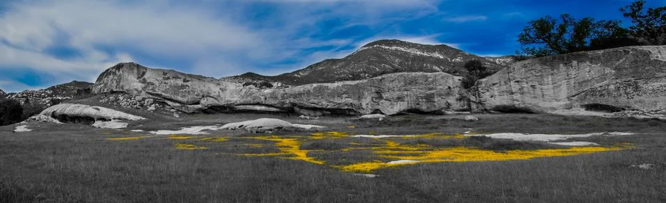 Spring Meadow Photos