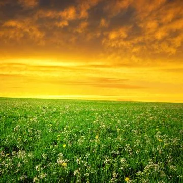 Spring meadow Stock Photos