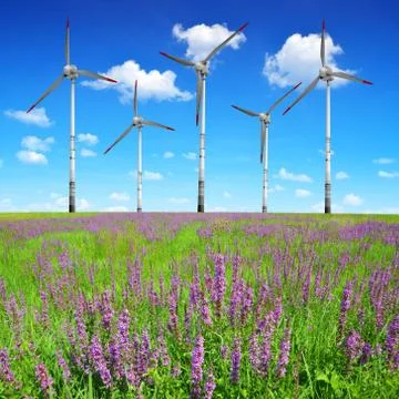 Spring meadow Stock Photos