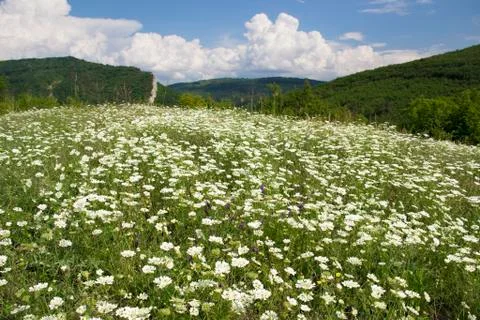 Spring meadow Stock Photos