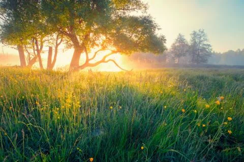 Spring meadow Foto stock