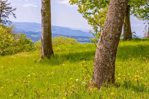 Spring meadow Stock-Fotos