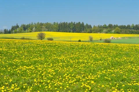 Spring meadow Foto stock