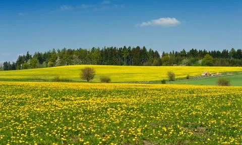 Spring meadow Foto stock