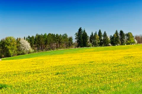 Spring meadow Foto stock