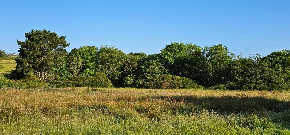 Spring meadow Stock Photos