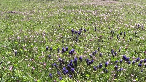 Spring meadow with pink and blue flowers Stock Footage 238943200