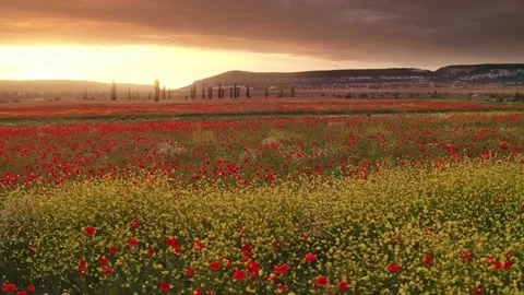 Spring meadow of poppies flower Stock Footage 164347663