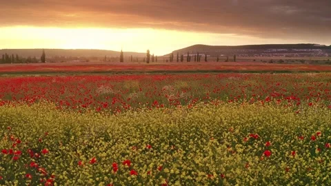 Spring meadow of poppies flower Видео 164347679
