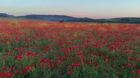 Spring meadow of poppies flower Stock Footage 168756599