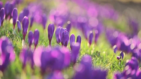 Spring meadow with purple and white crocuses swaying in the breeze on a sunny Stock Footage 299857304