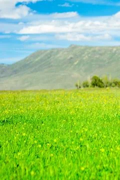 Spring Meadow with Rolling Hills, vertical background wallpaper Erzurum, Turk Stock Photos