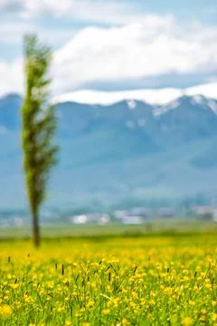 Spring Meadow with Selective Focus, Copy Space Foto stock