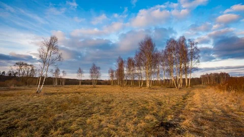 Spring meadow with small birch forest, 4k time-lapse. Stock Footage 87305110
