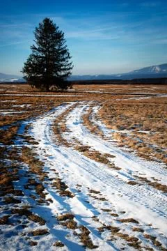 Spring meadow with snow with  tree Stock Photos