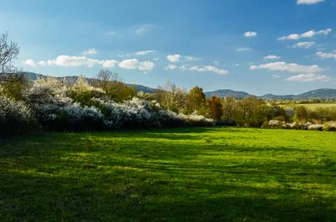 Spring meadow in soft evening sunset light, green grass, blue flowers Stock Photos