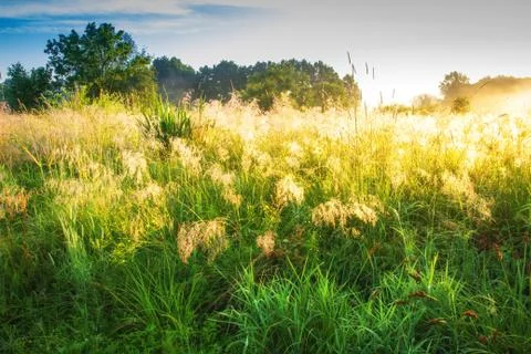 Spring meadow in springtime Foto stock