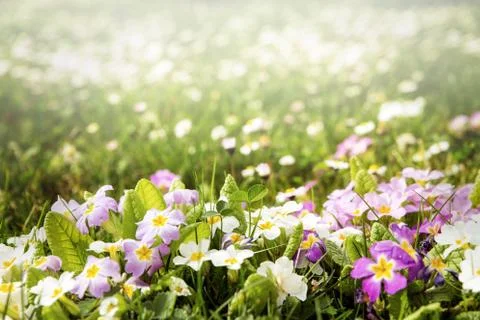 Spring meadow in the sun Fotos Stock