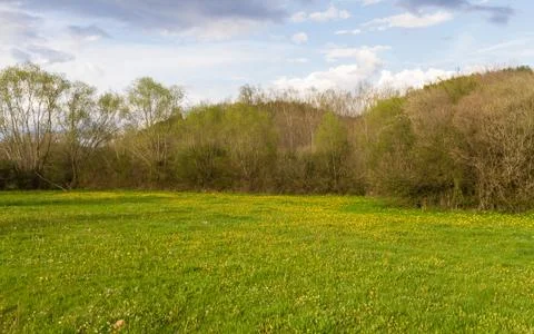Spring Meadow Surrounded by Trees and Shrubs Stock-Fotos