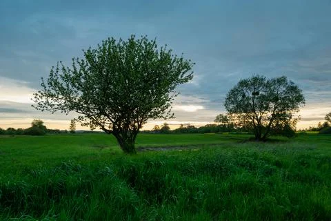 Spring meadow with trees and evening clouds Stock Photos