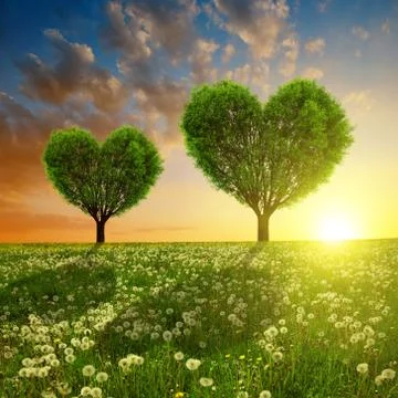 Spring meadow with trees in the shape of heart at sunset. Stock Photos