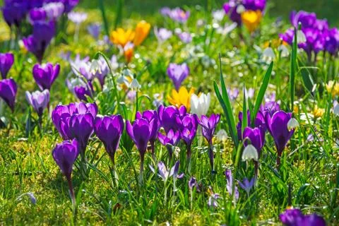 Spring meadow with various crocus flowers Stock Photos