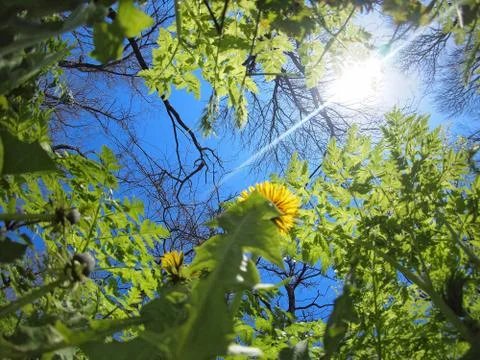 Spring meadow - view from below Stock Photos