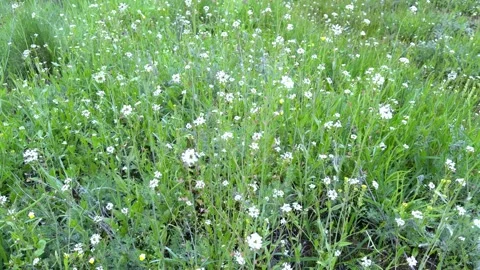 Spring meadow with white flowers in soft diffused light Video stock 332735899