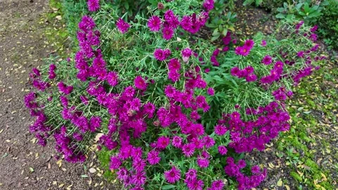 Spring Meadow of Wildflowers Stock Footage 289555299