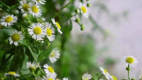 Spring Meadow with Wildflowers (Levanders) in Nature with a Breeze - Static Vídeos de archivo 326251969