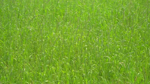 Spring meadow in wind Stock Footage 144457994