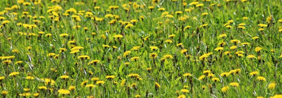 Spring meadow with yellow flowers - dandelion Taraxacum . Located within the  Free Stock Photos
