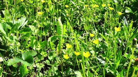 Spring Meadow With Yellow Flowers Stock Footage 45970374
