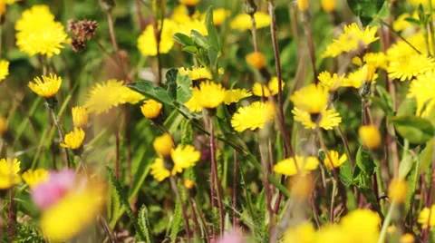 Spring Meadow With Yellow Flowers Stock-Footage 58891408