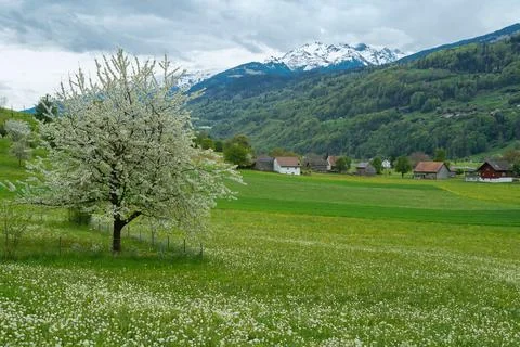 Spring meadows and fields landscape with cottage houses in Switzerland Stock Photos