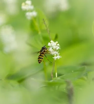 Spring melodies Stock Photos